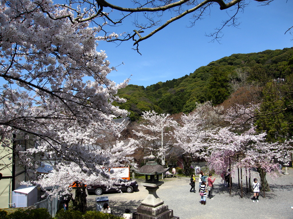 清水寺 櫻花