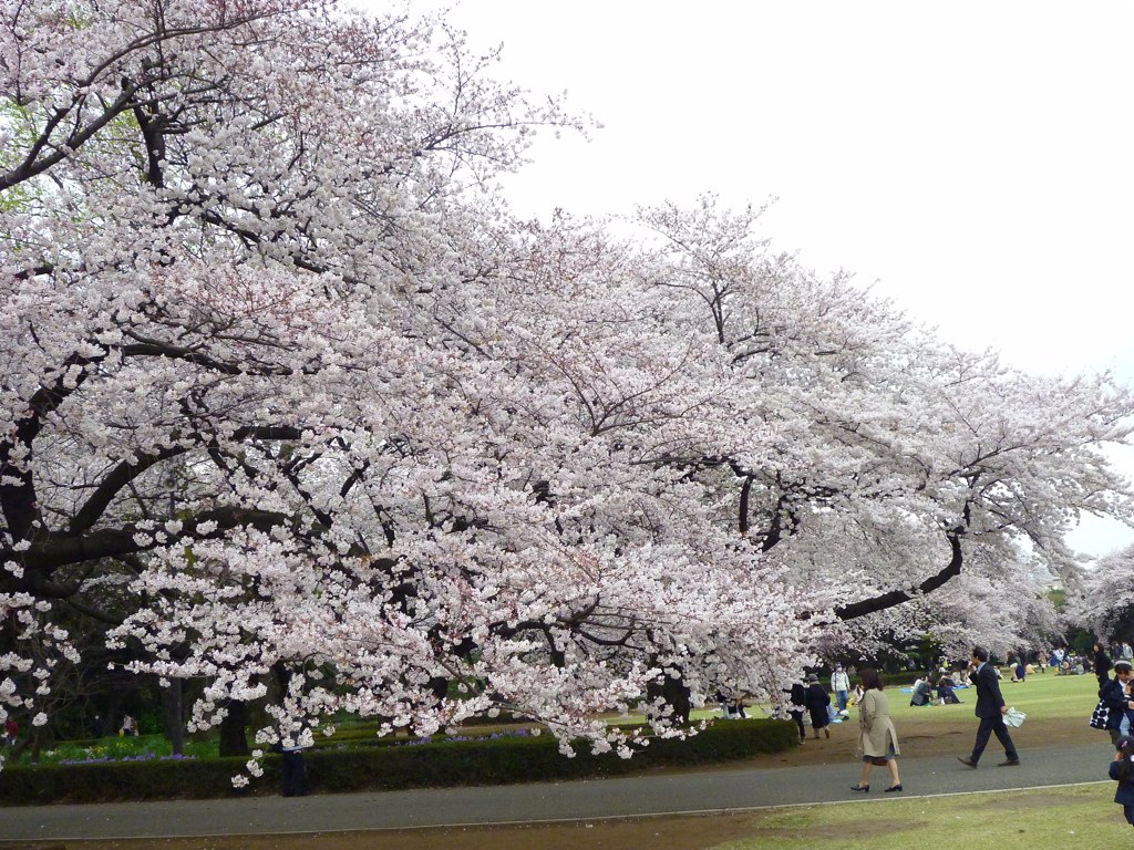新宿御苑 櫻花