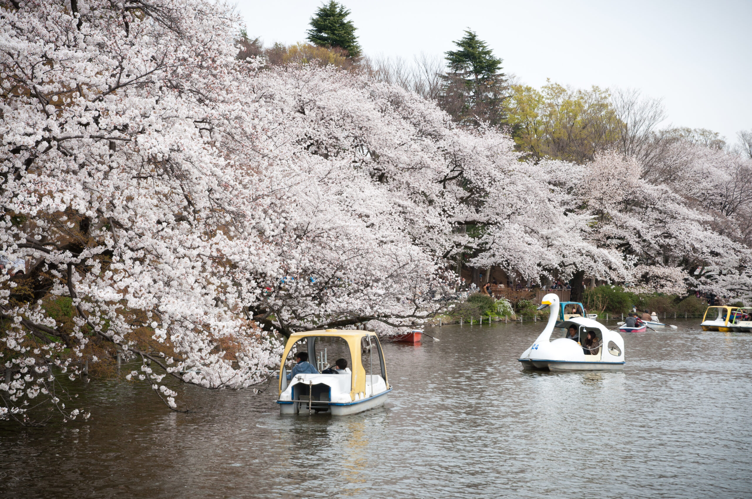 井之頭恩賜公園 櫻花
